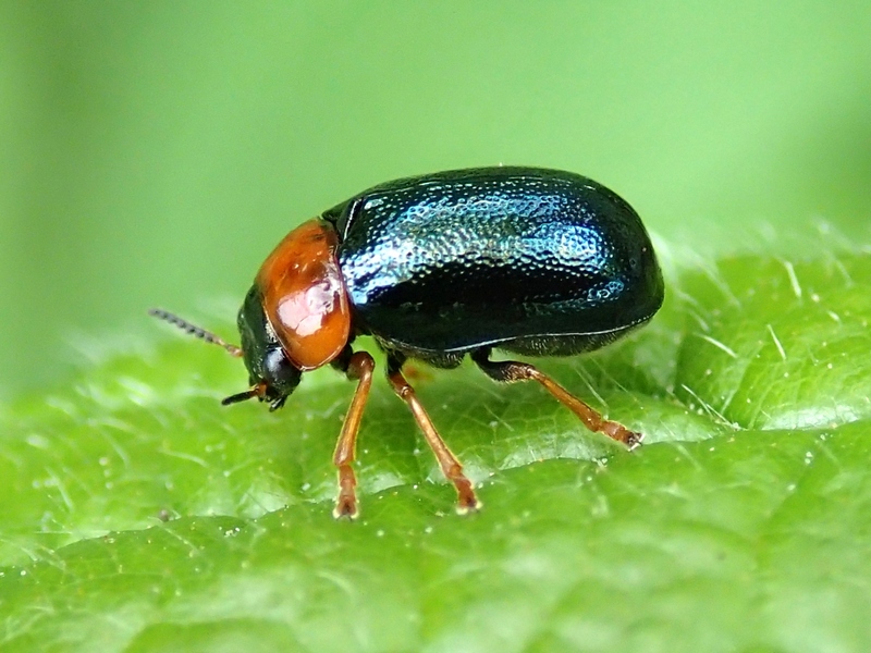 Smaragdina sp. (Chrysomelidae)